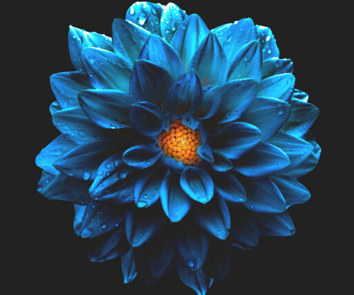 Gallery left description